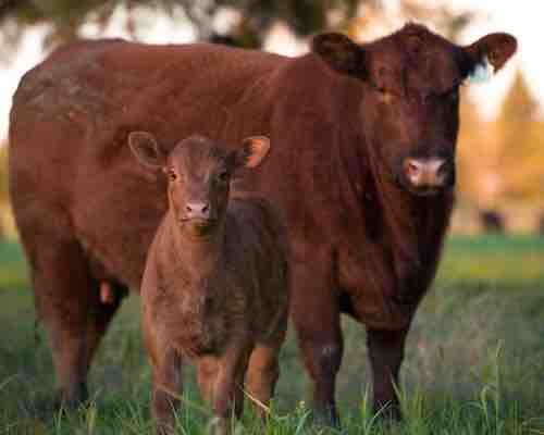 Angus cattle stud farm visits