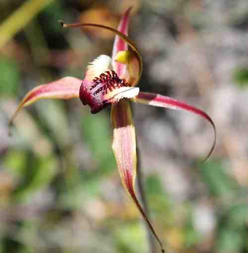 Australian southern spider orchid
