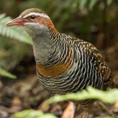 Buff-Banded Rail