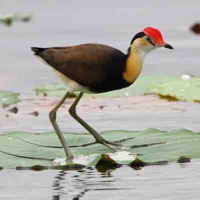 Comb Crested Jacana