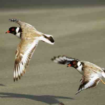 Hooded Plover