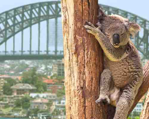 Koala at Taronga Zoo