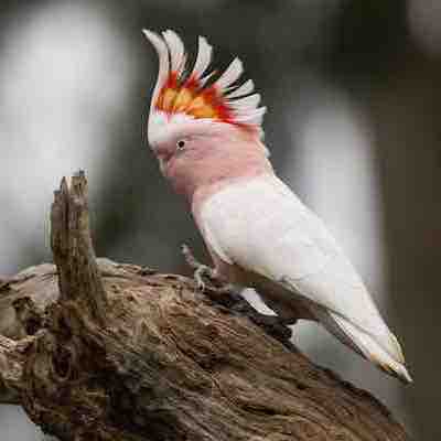 Major Mitchell’s Cockatoo