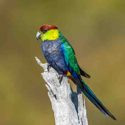 Red-capped Parrot