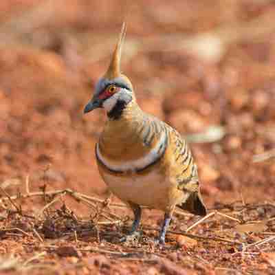 Spinifex Pigeon