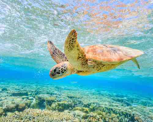 Turtle at Lady Elliot Island