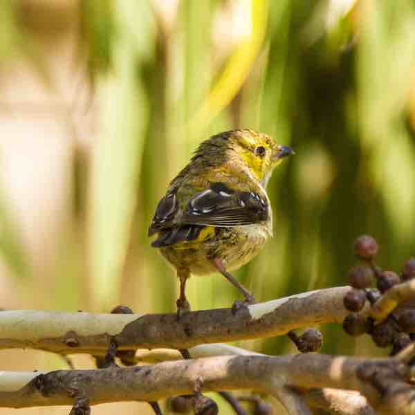 Forty-spotted Pardalote, an endangered bird that is only found in Tasmania
