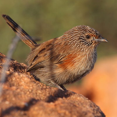 dusky grass wren