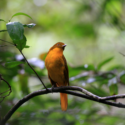 golden_bowerbird