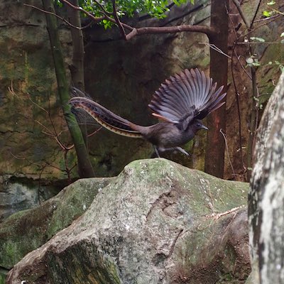 impressive_superb_lyrebird