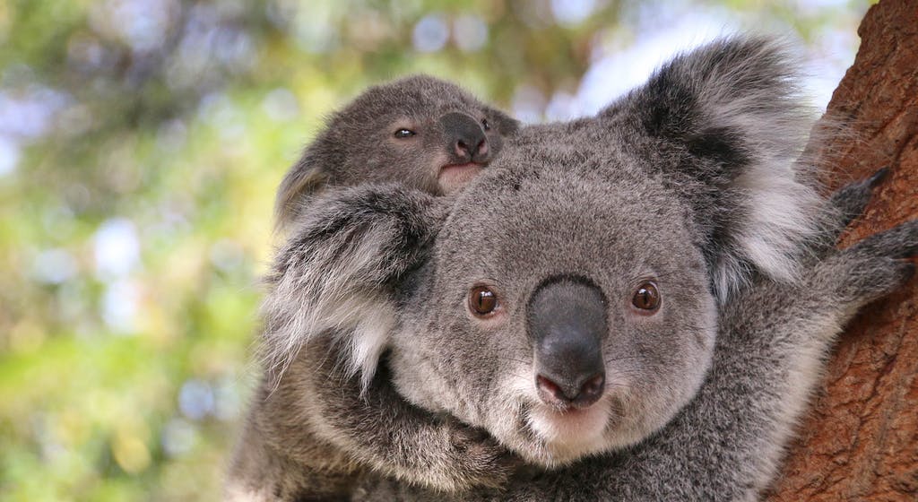 Koala Koala