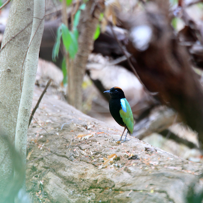 Rainbow Pitta