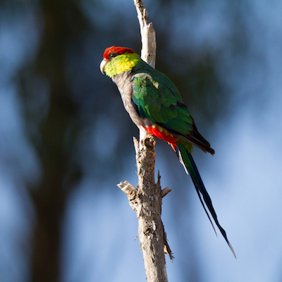 Red-capped Parrot