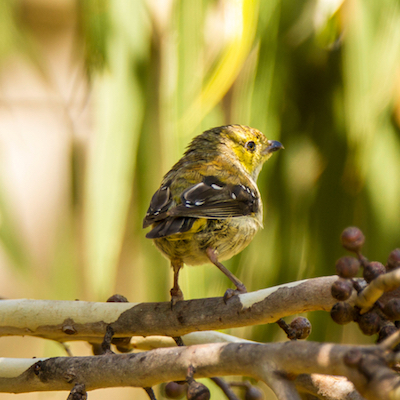 forty-spotted pardalote