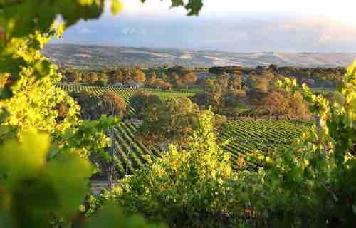 McLaren Vale in South Australia