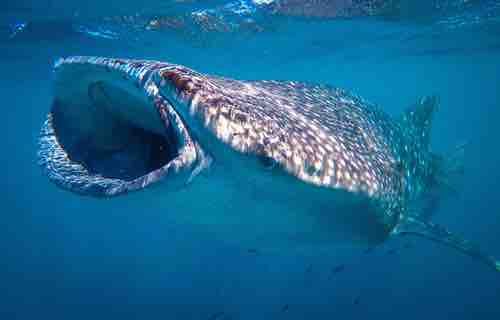 Whale Sharks - Western Australia