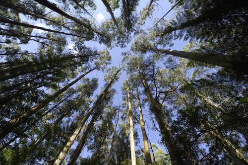 East Gippsland Forest