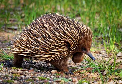 Echidna Echidna