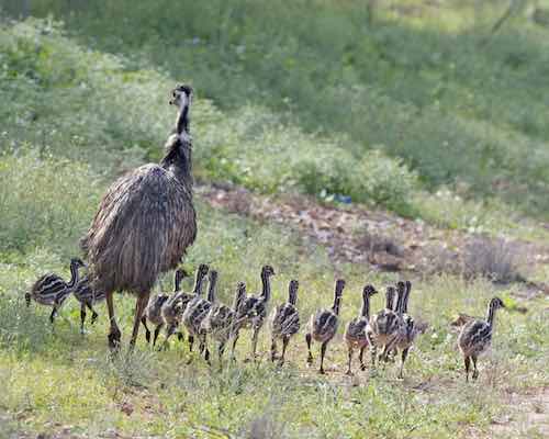 Emu with chicks