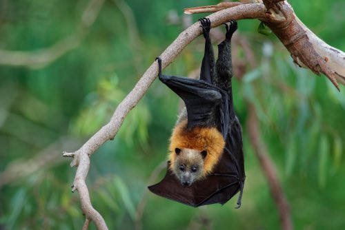 Grey-headed Flying-foxes Grey-headed Flying-foxes