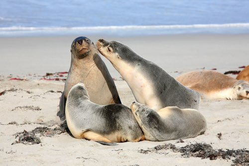 Seals at Seal Bay, Kangaroo Island