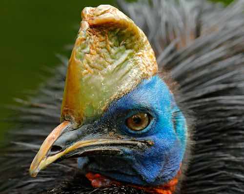 Southern Cassowary