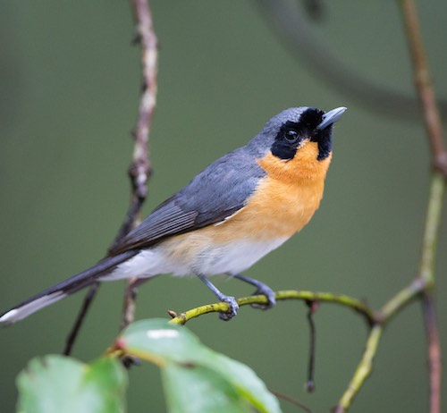 Spectacled Monarch