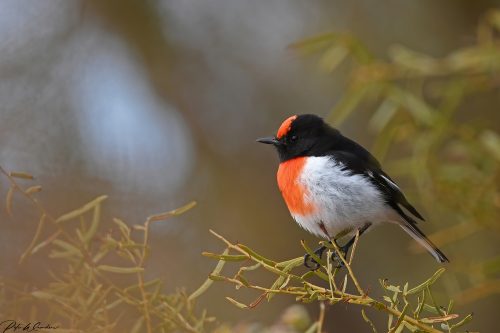 A male Red-capped Robin perched on a slender branch, showing its striking black upperparts, vivid scarlet-red chest and crown, and clean white belly, framed by softly blurred foliage in the background.