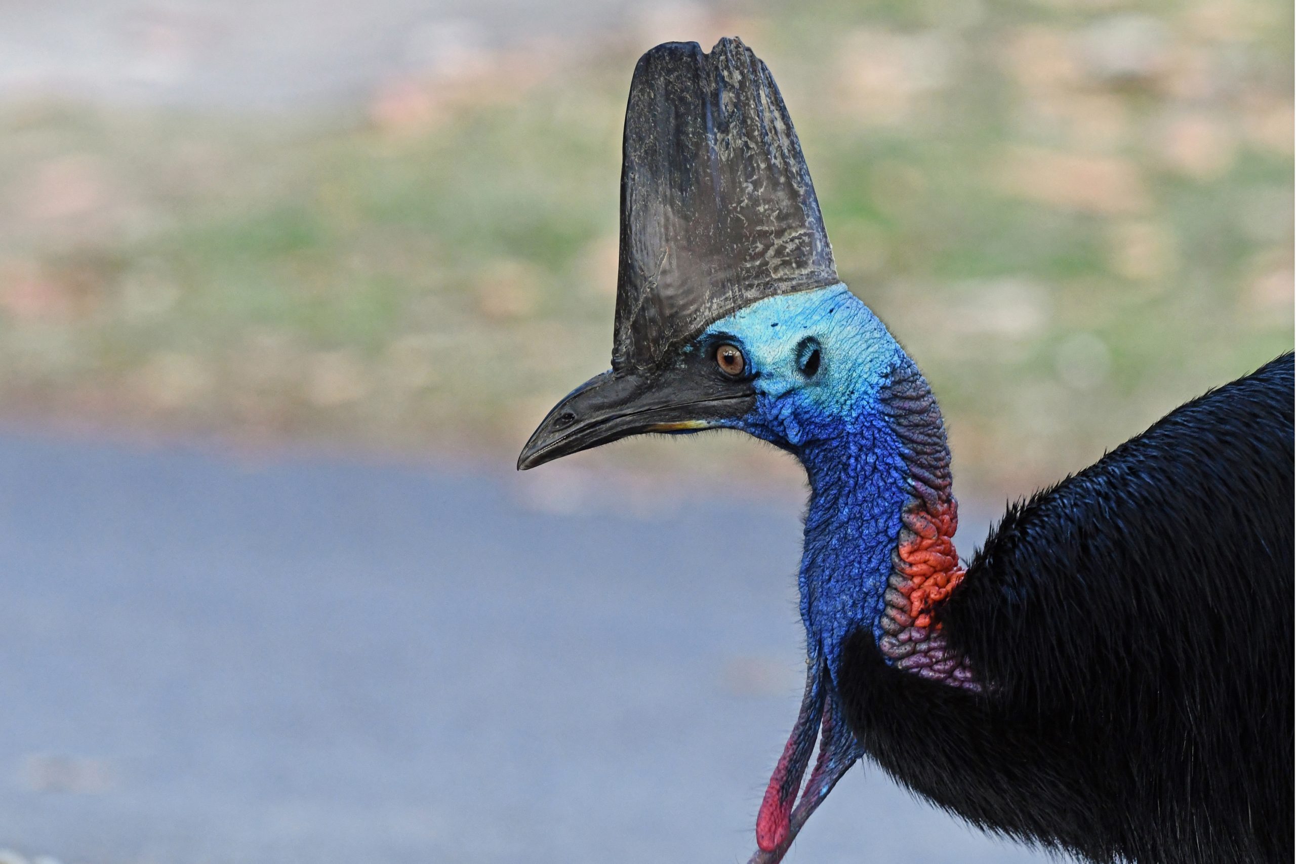 Close-up of a Southern Cassowary showing its striking blue and purple skin, bright red wattles, and prominent helmet-like casque, captured near a forested road in tropical Queensland.