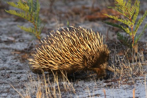 A Short-beaked Echidna foraging on the ground, its spiny coat and long snout clearly visible as it snuffles through dry leaf litter in search of ants and termites