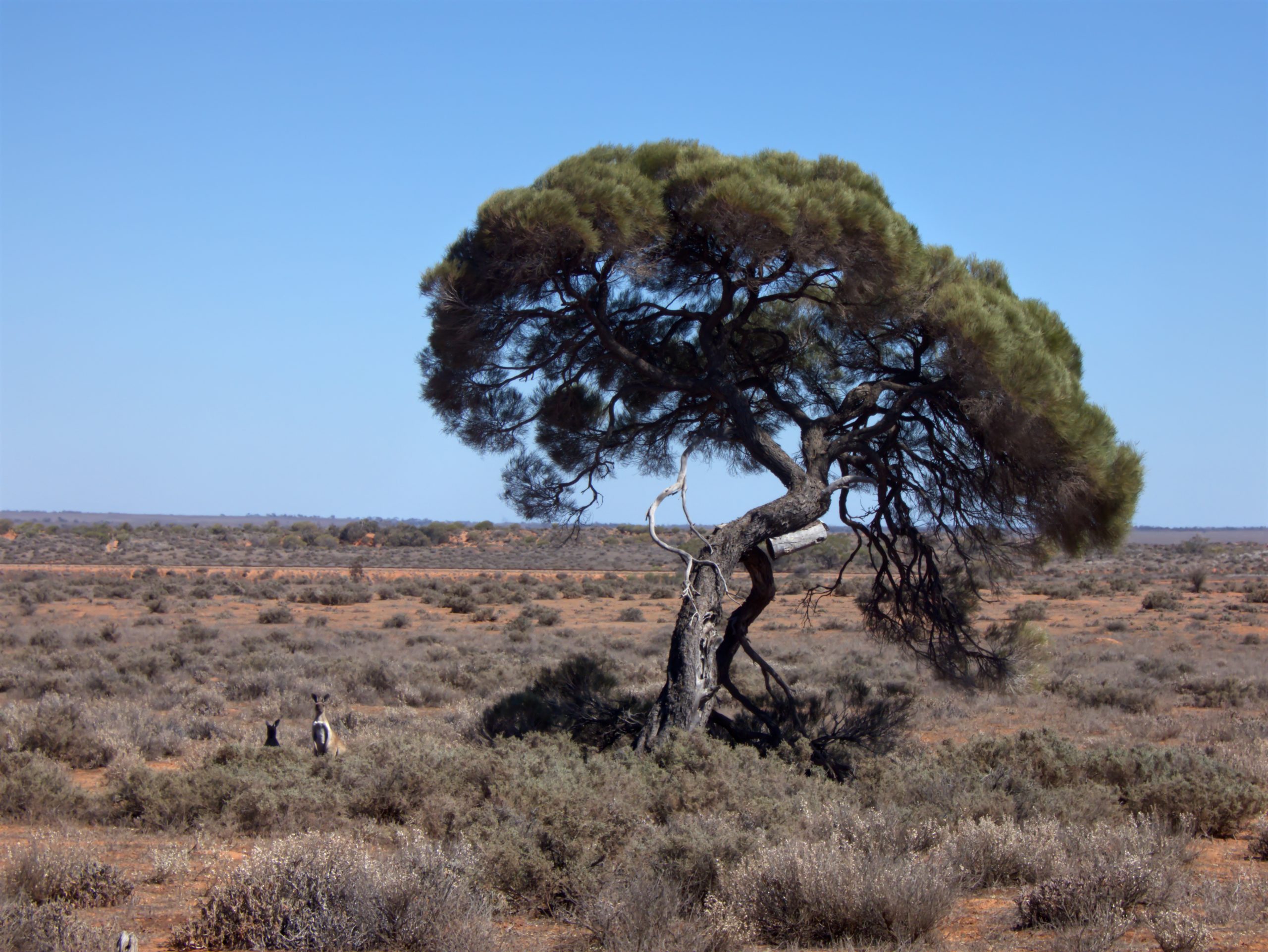 A large, windswept tree stands in the middle of a dry, low shrubland at the Arid Lands Botanic Gardens, under a clear blue sky. Two kangaroos are visible in the distance, blending into the arid landscape