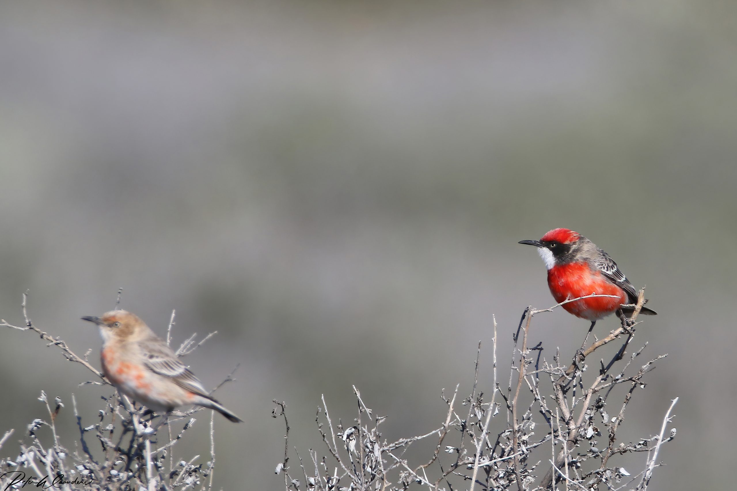 A vibrant male Crimson Chat and a duller female perched on dry shrubs in an open arid landscape, typical of Australia’s inland chenopod scrub and mulga country.